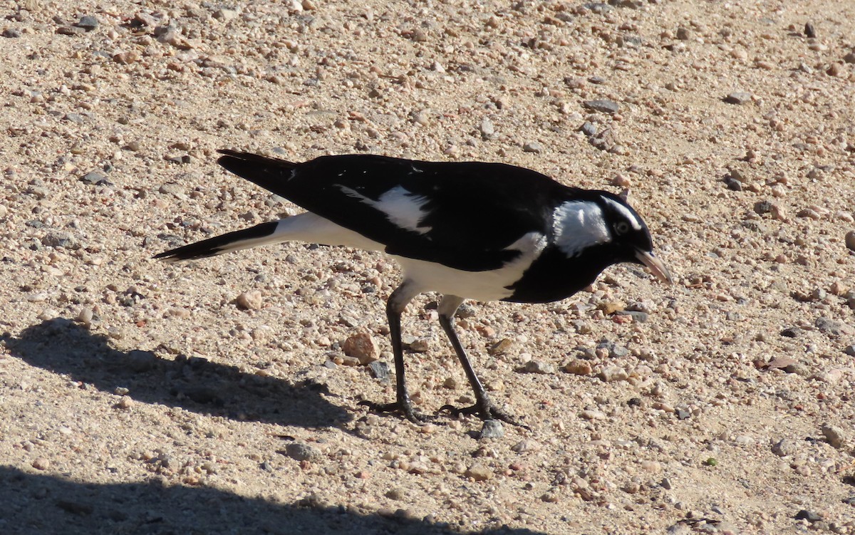 Magpie-lark - ML646329467