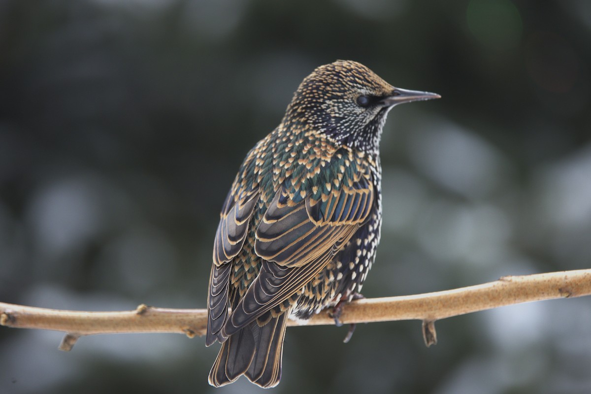 European Starling - ML646329469
