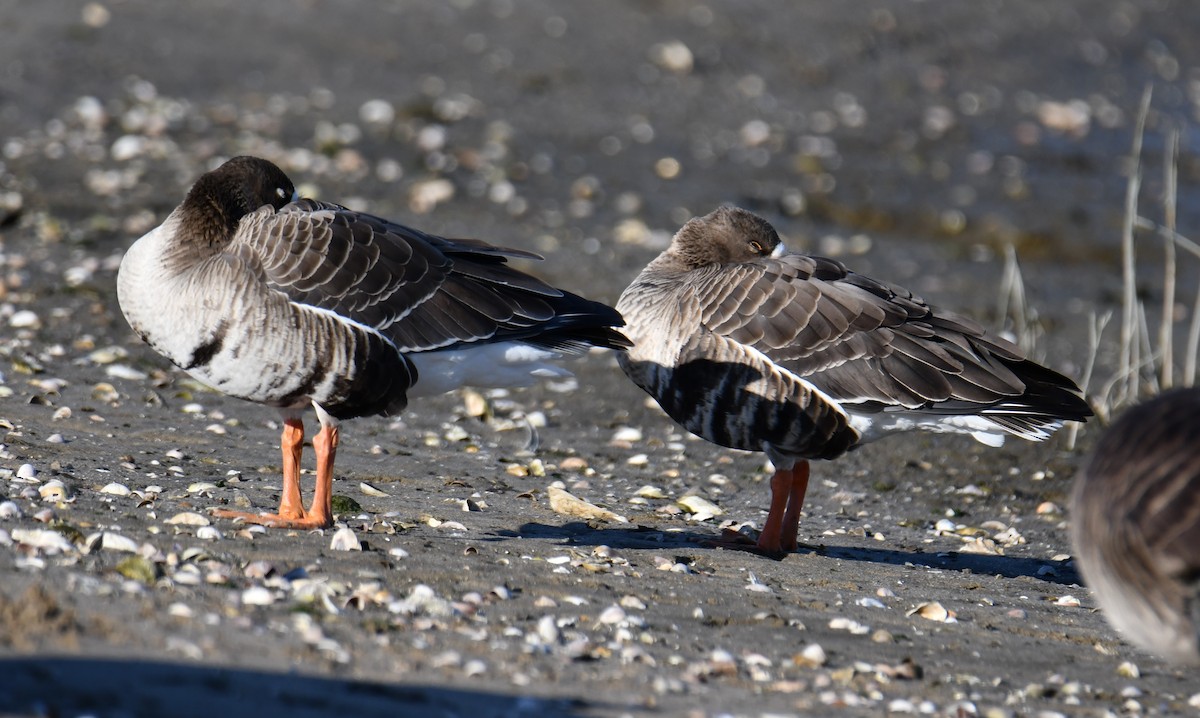 Greater White-fronted Goose (Western) - ML646329470