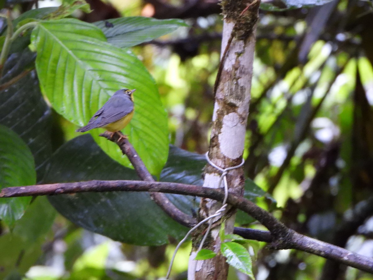 Reinita Canadiense - ML646329471