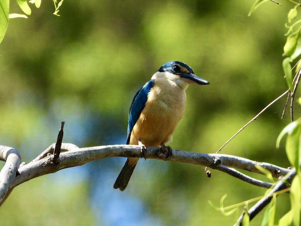 Sacred Kingfisher - ML646329473
