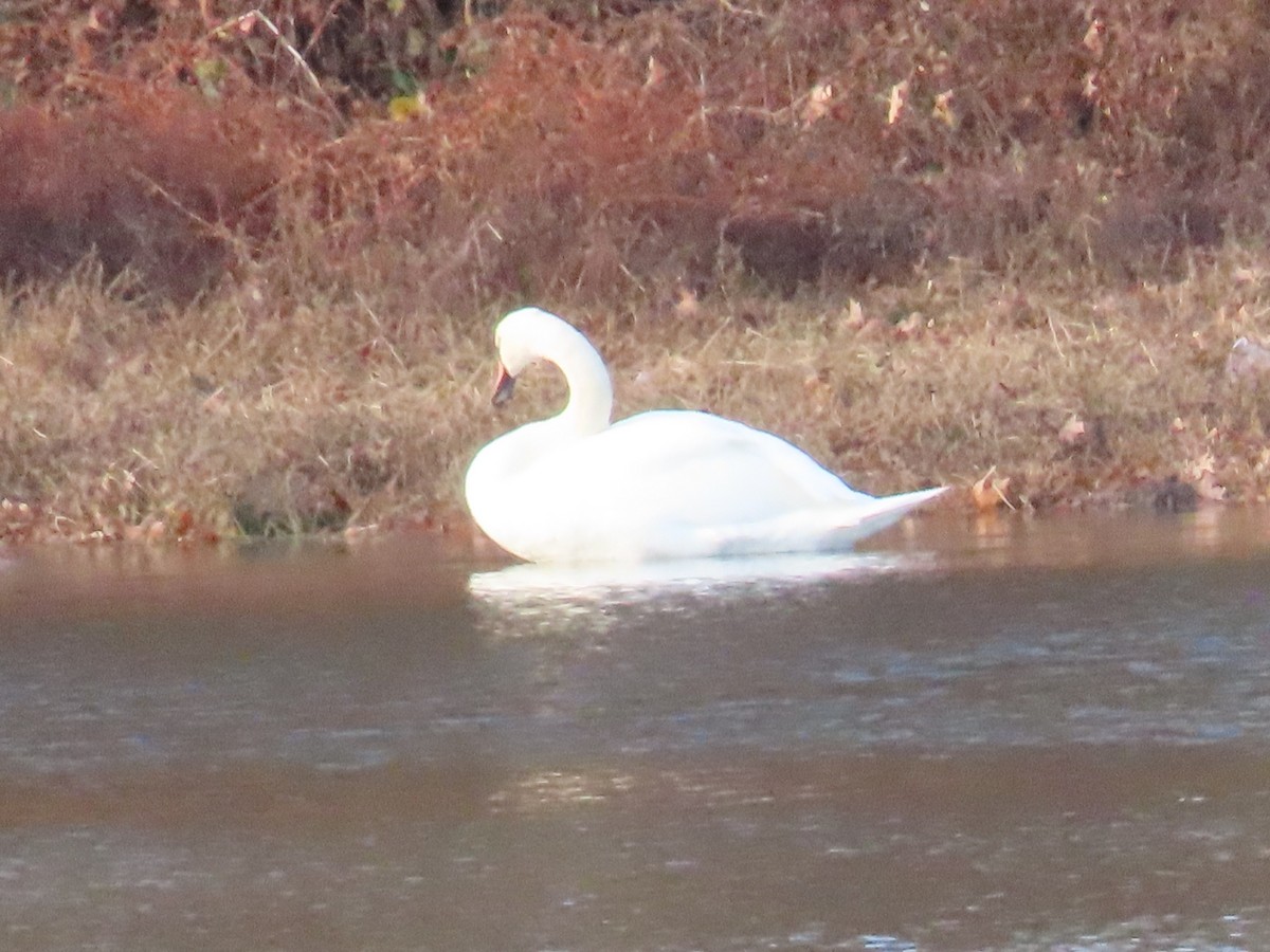 Лебідь-шипун - ML646329474