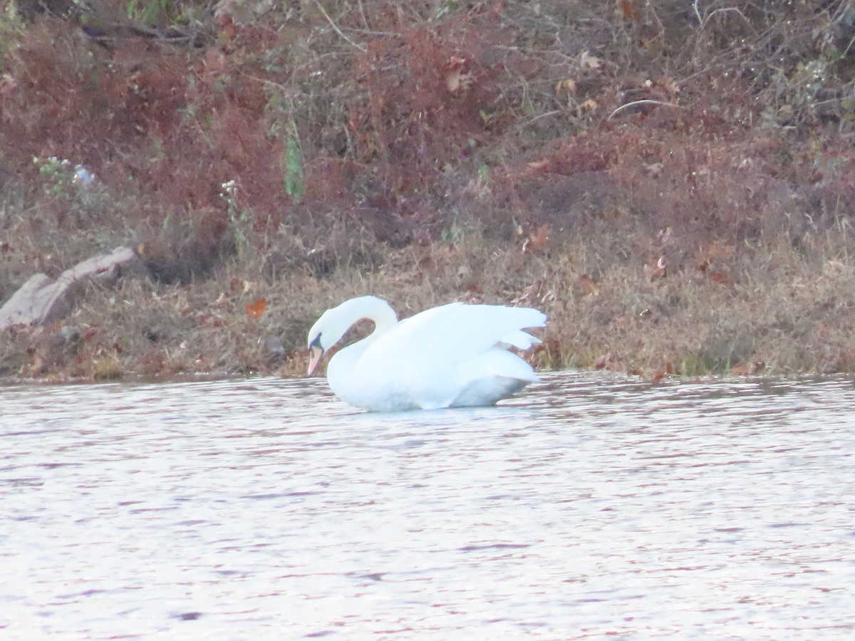 Лебідь-шипун - ML646329475