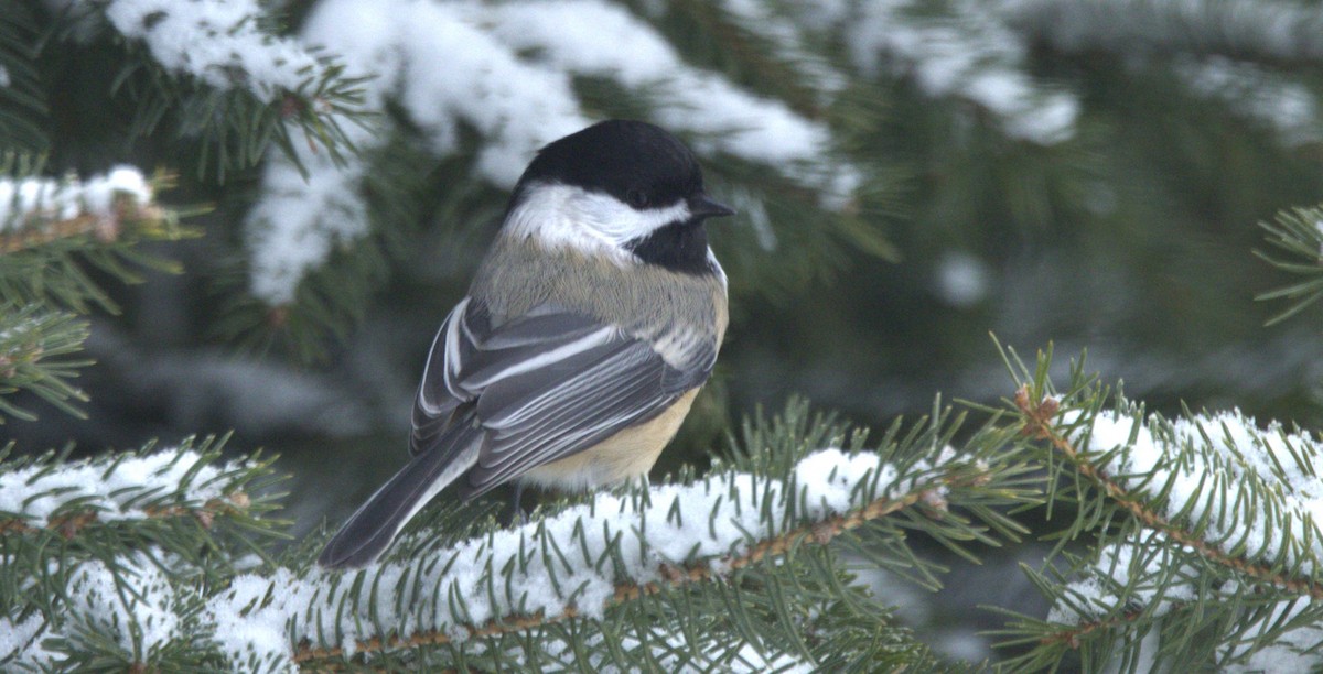 Black-capped Chickadee - ML646329477