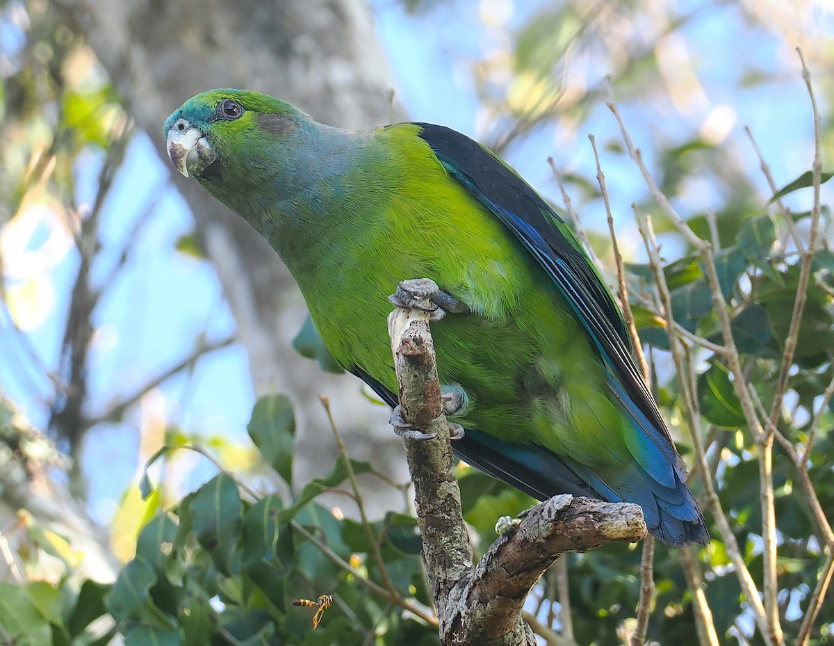 Black-winged Parrot - ML646329478