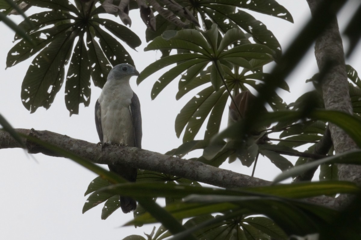 Gray-headed Kite - ML646329479