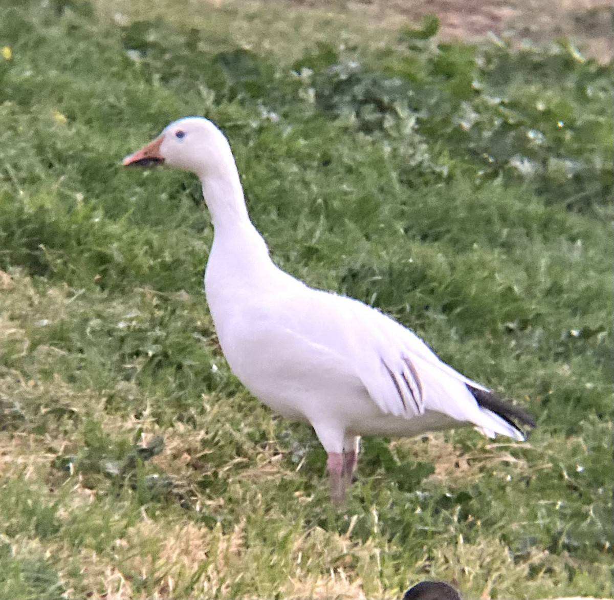 Snow Goose - ML646329481
