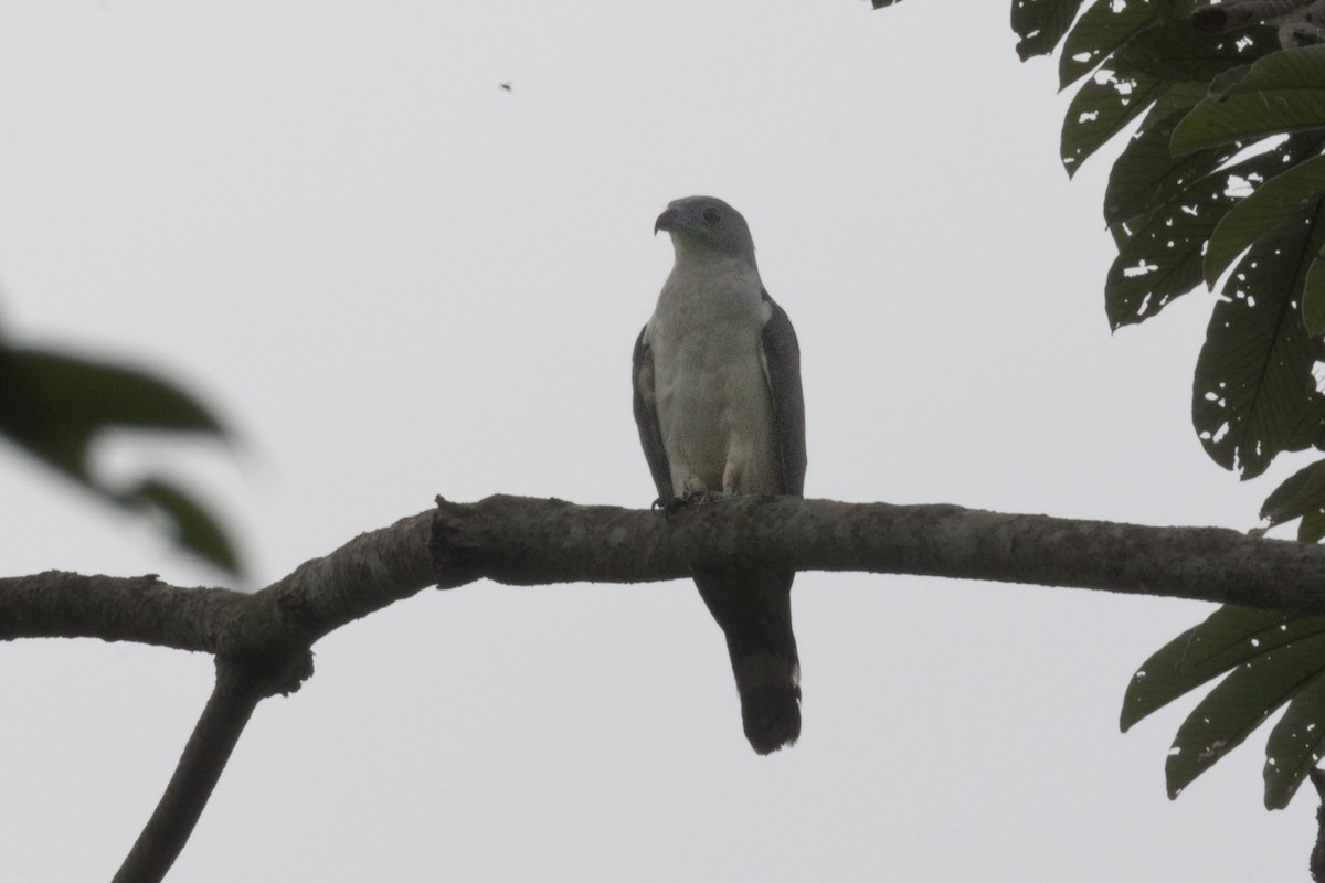 Gray-headed Kite - ML646329486