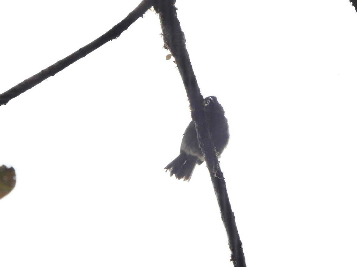 Ochre-breasted Tanager - ML646329487