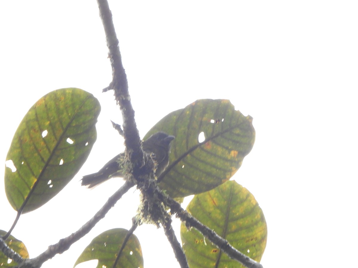 Ochre-breasted Tanager - ML646329489