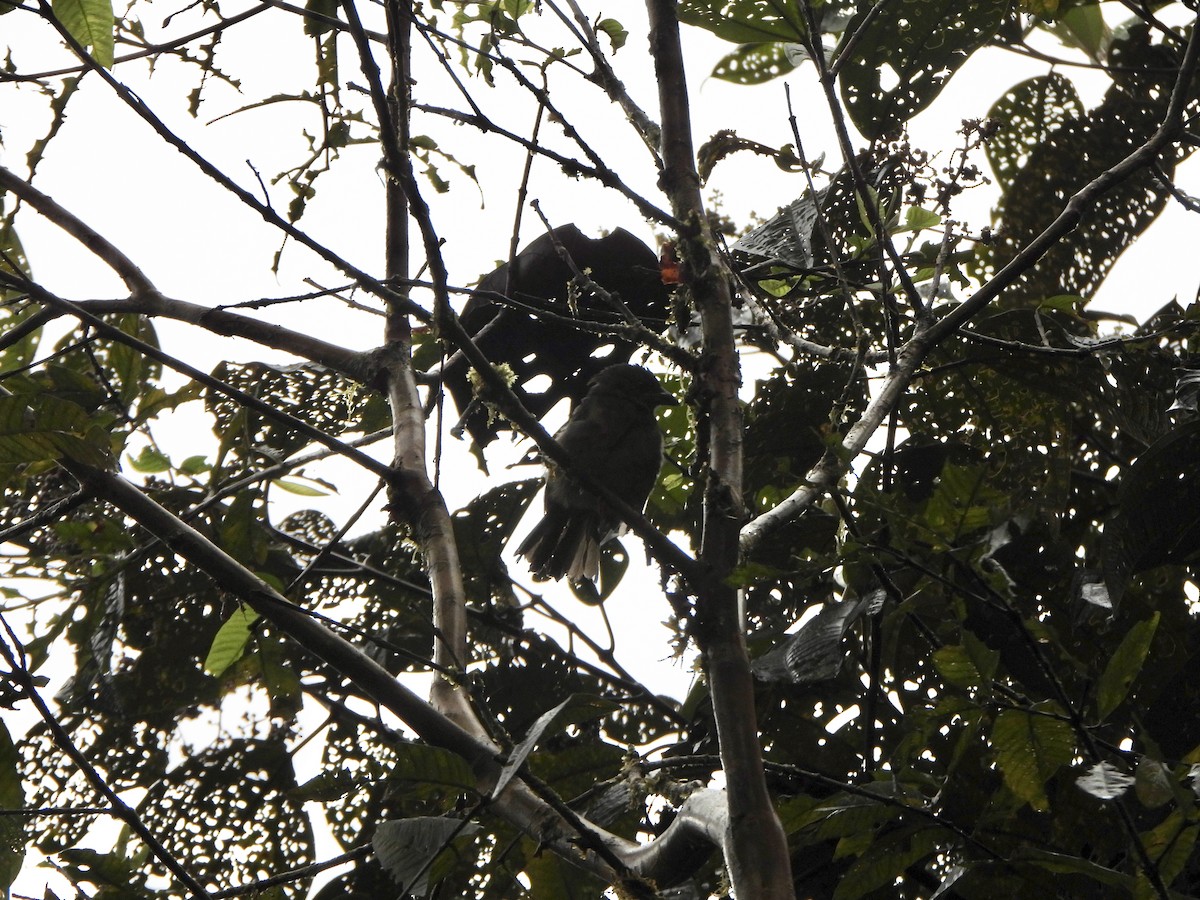 Ochre-breasted Tanager - ML646329490