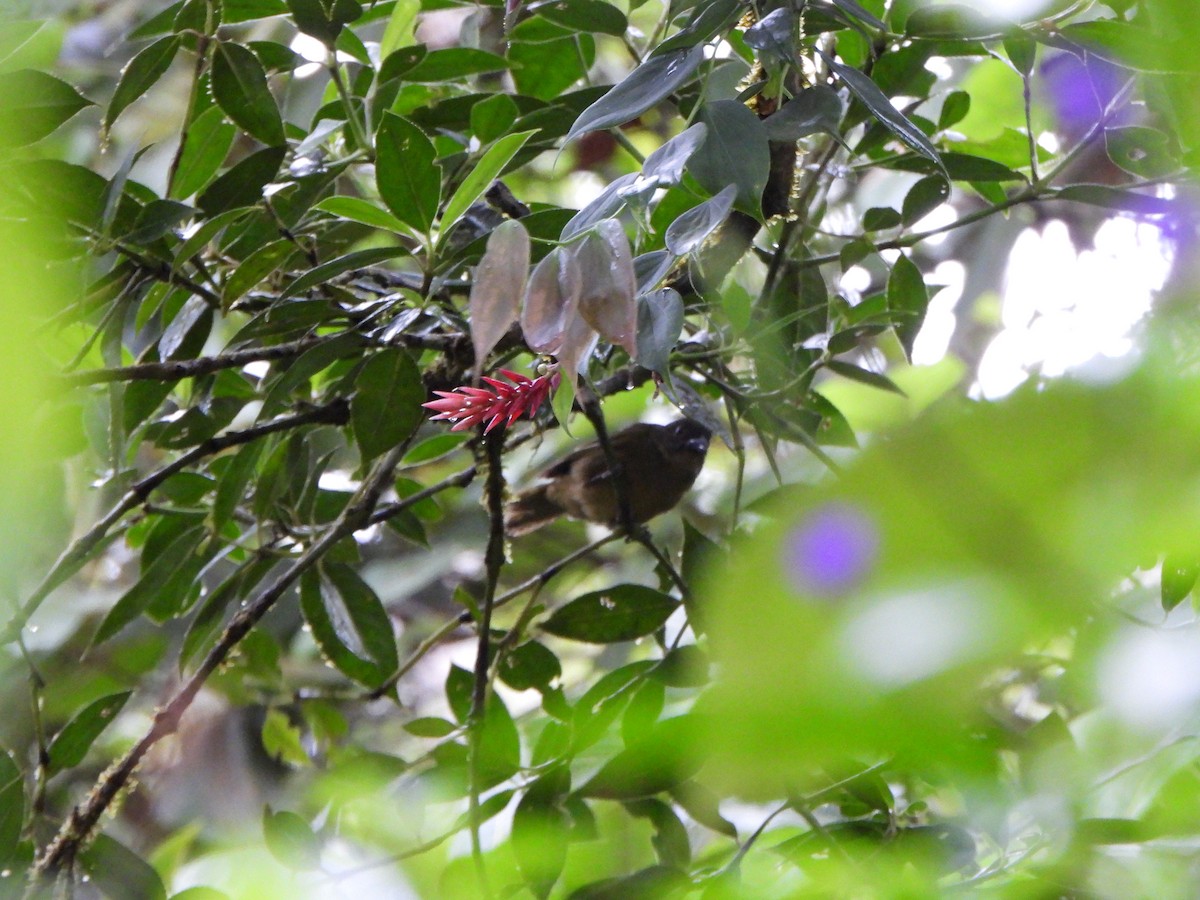 Ochre-breasted Tanager - ML646329491