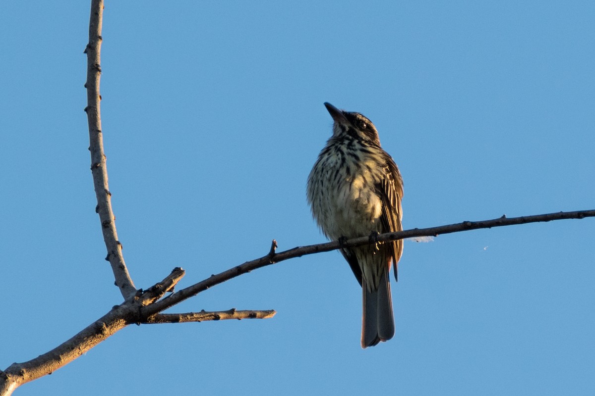Streaked Flycatcher - ML646329492