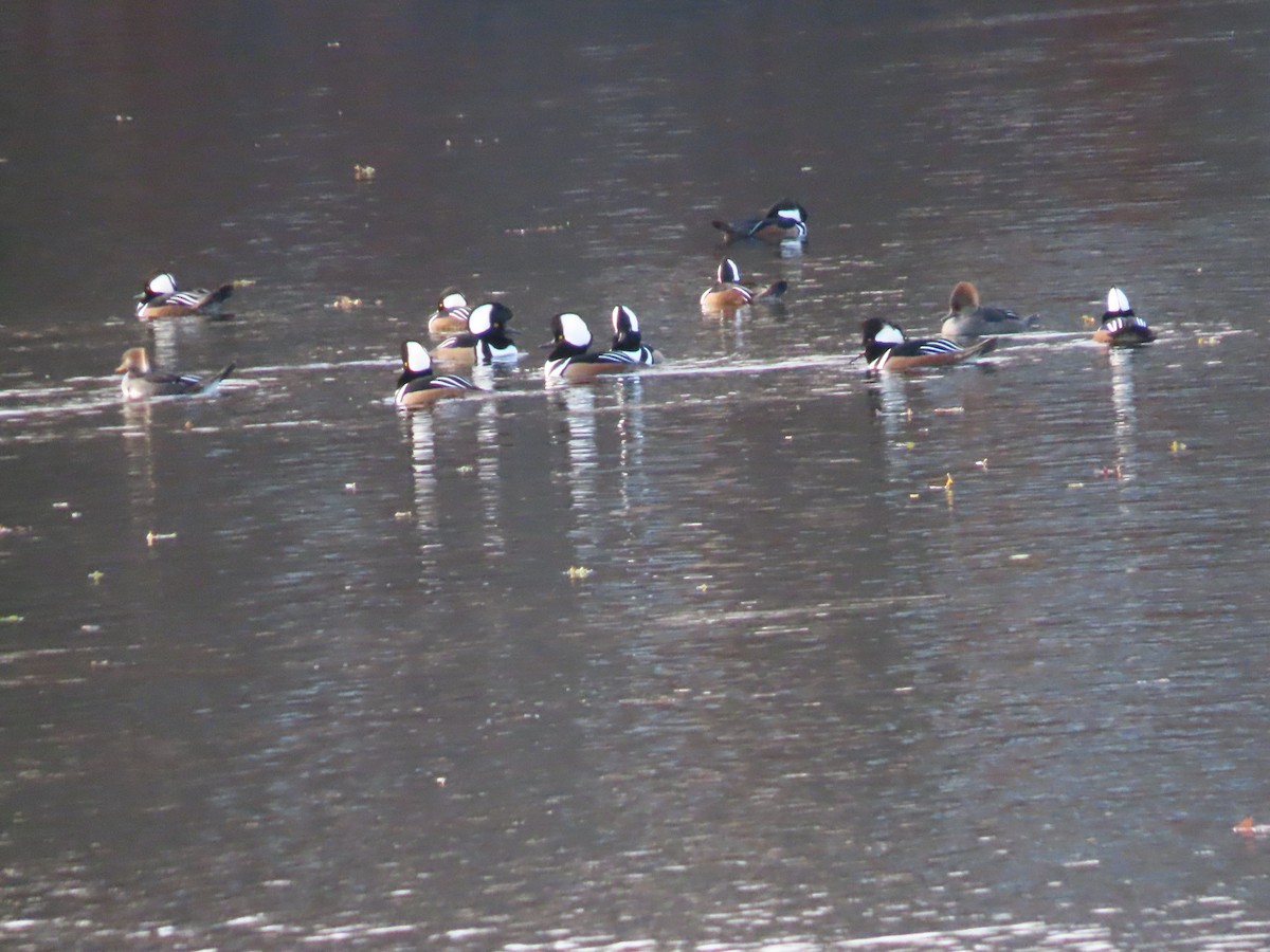 Hooded Merganser - ML646329494