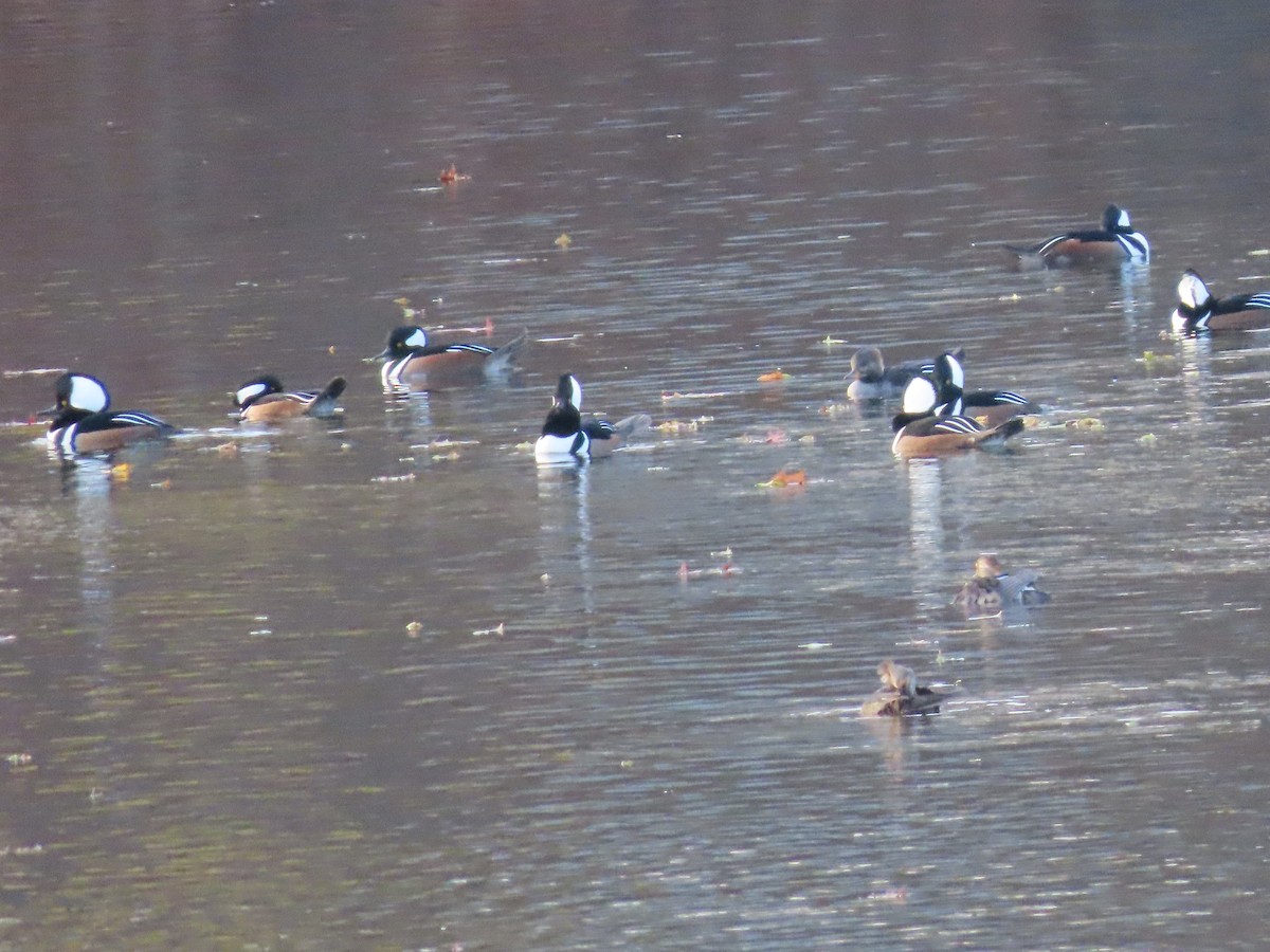 Hooded Merganser - ML646329495