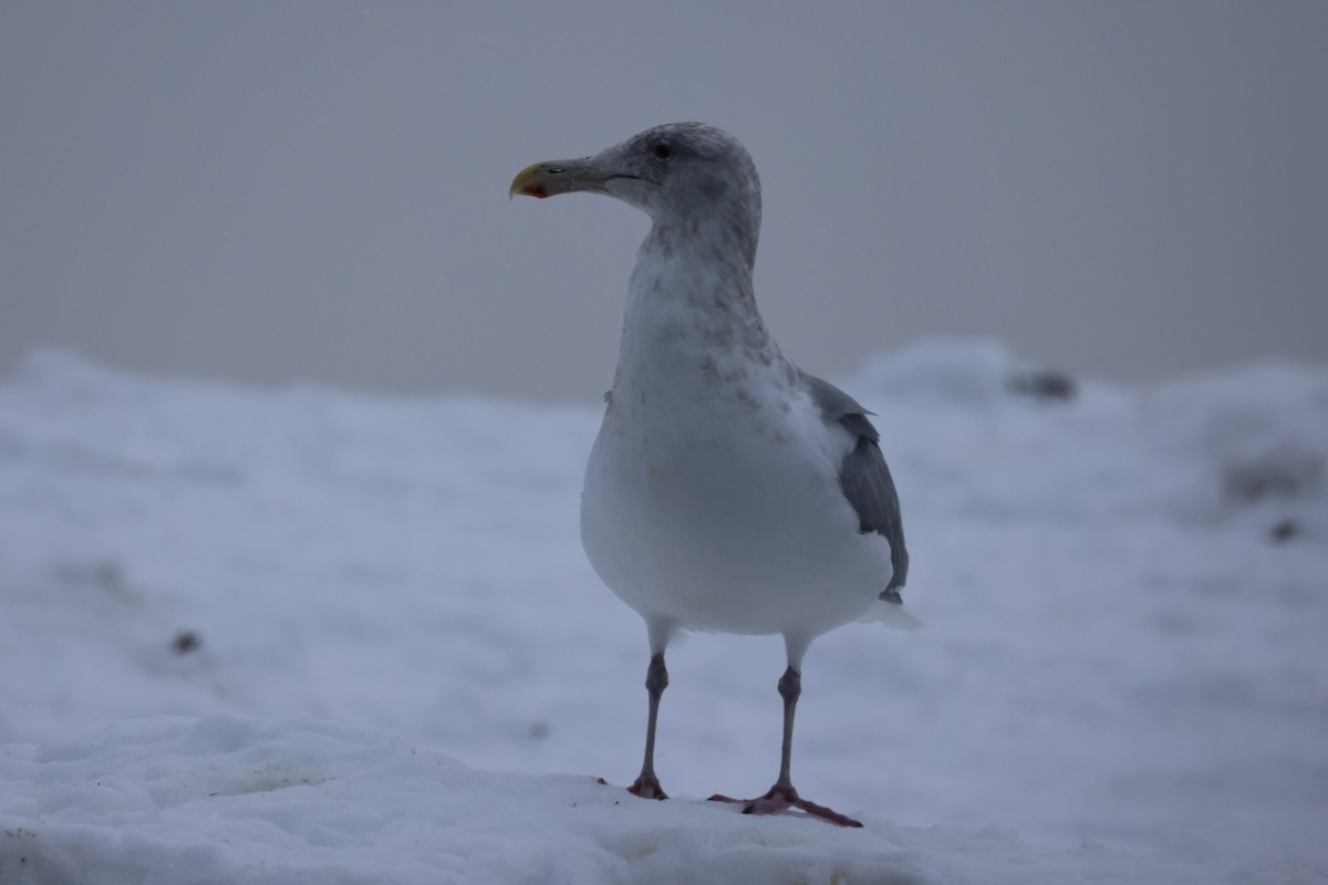 Slaty-backed Gull - ML646329496