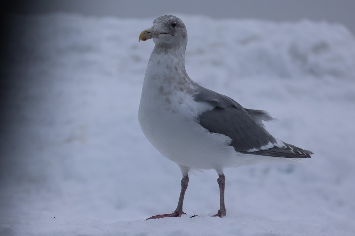 Slaty-backed Gull - ML646329497