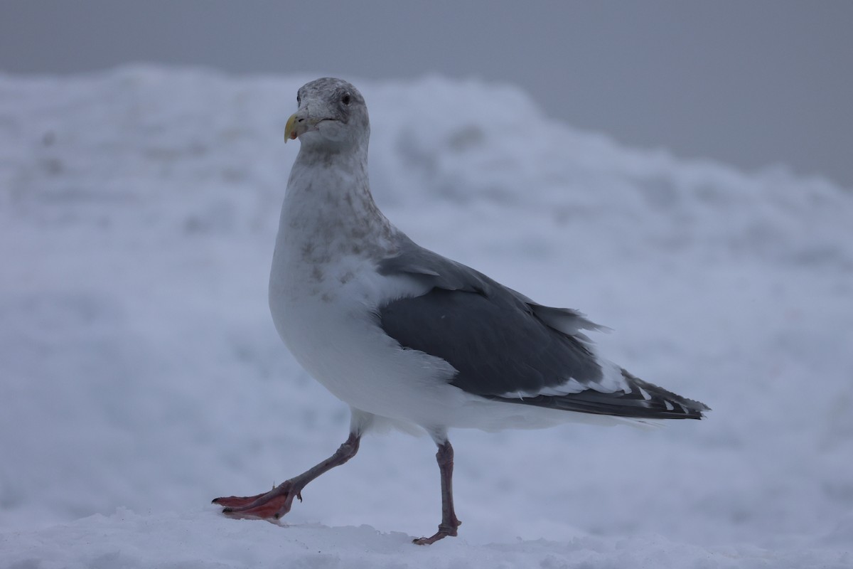 Slaty-backed Gull - ML646329499