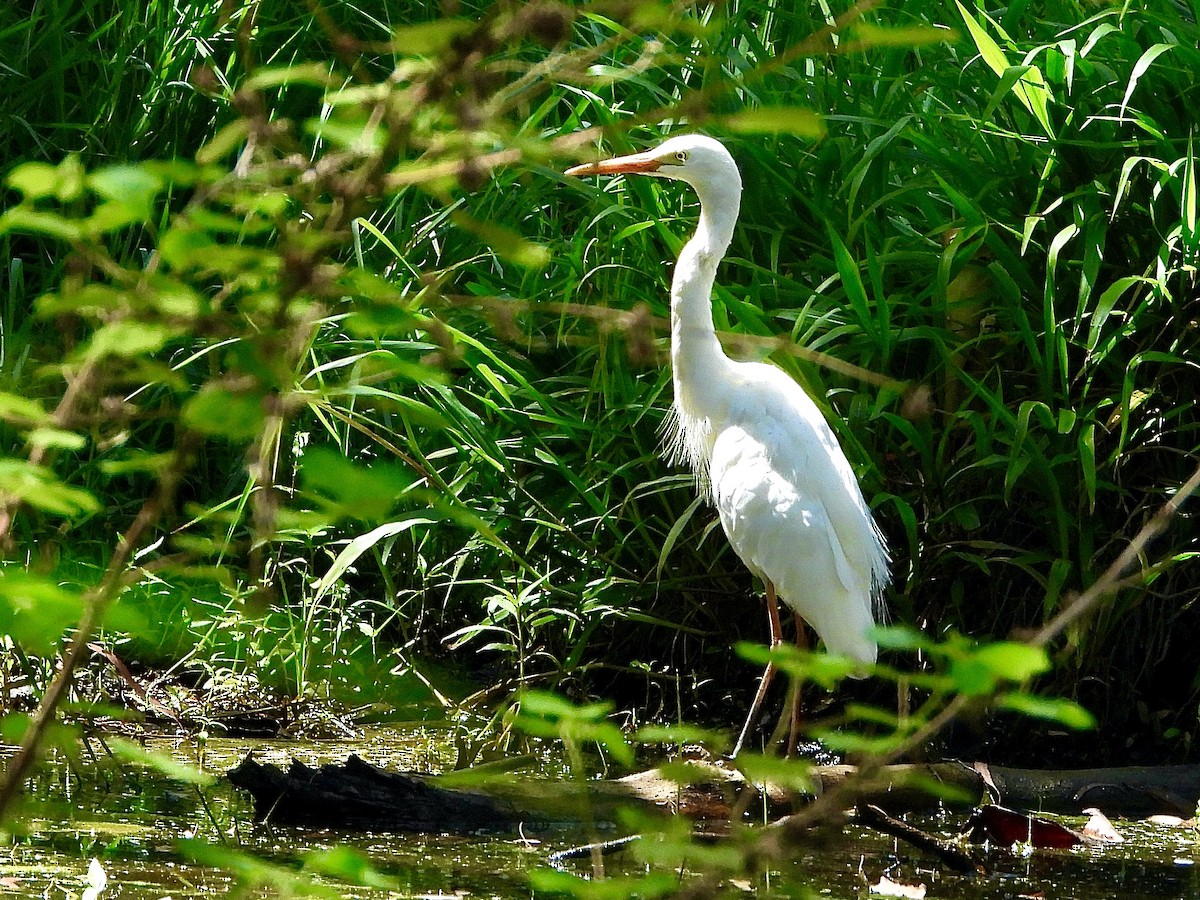 Plumed Egret - ML646329501