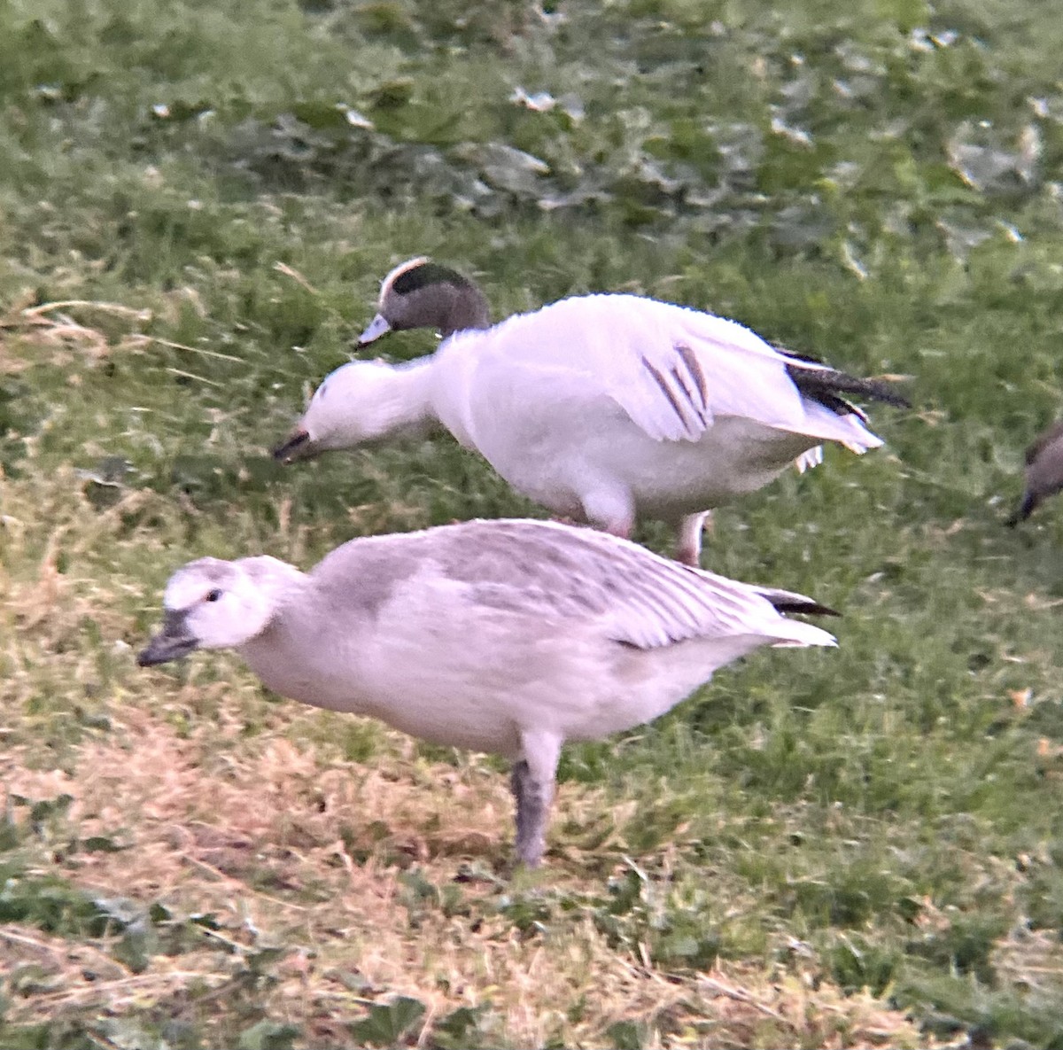 Snow Goose - ML646329502