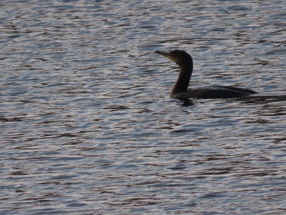 Double-crested Cormorant - ML646329503