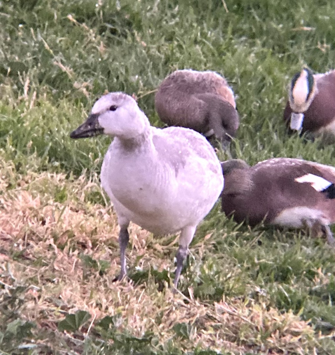 Snow Goose - ML646329504