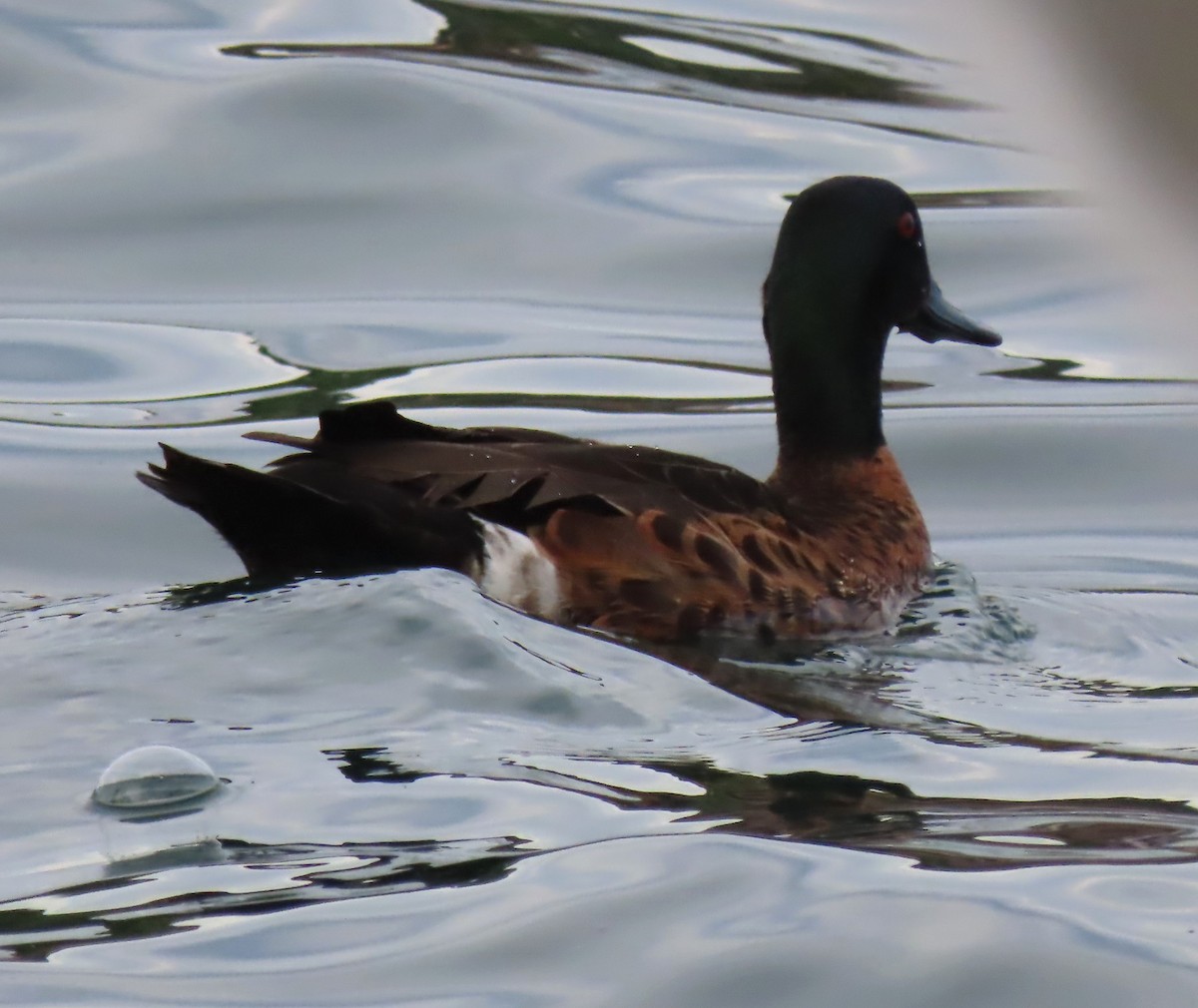 Chestnut Teal - ML646329505