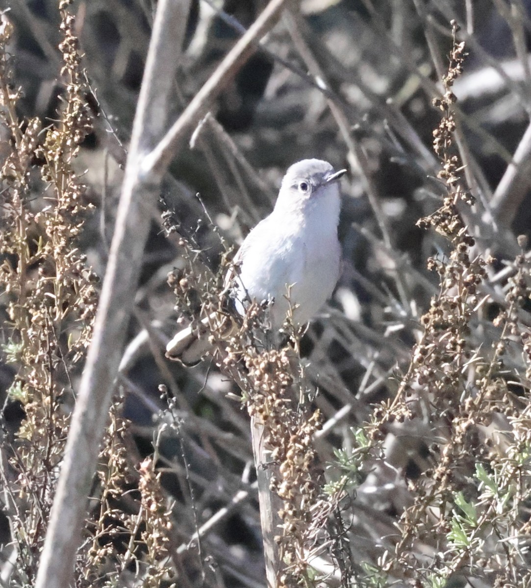 Blue-gray Gnatcatcher - ML646329506