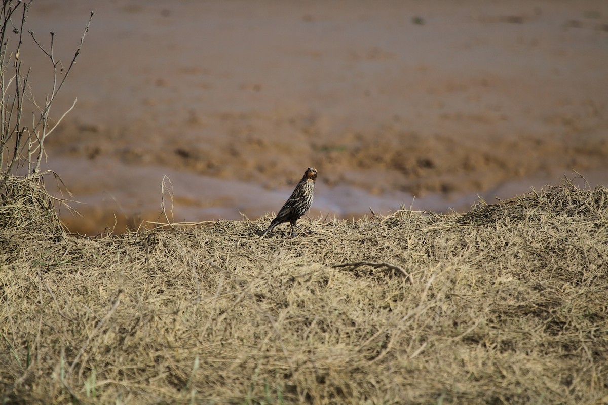 Red-winged Blackbird - ML646329507