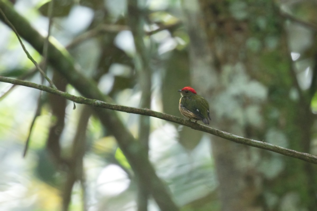 Painted Manakin - ML646329509