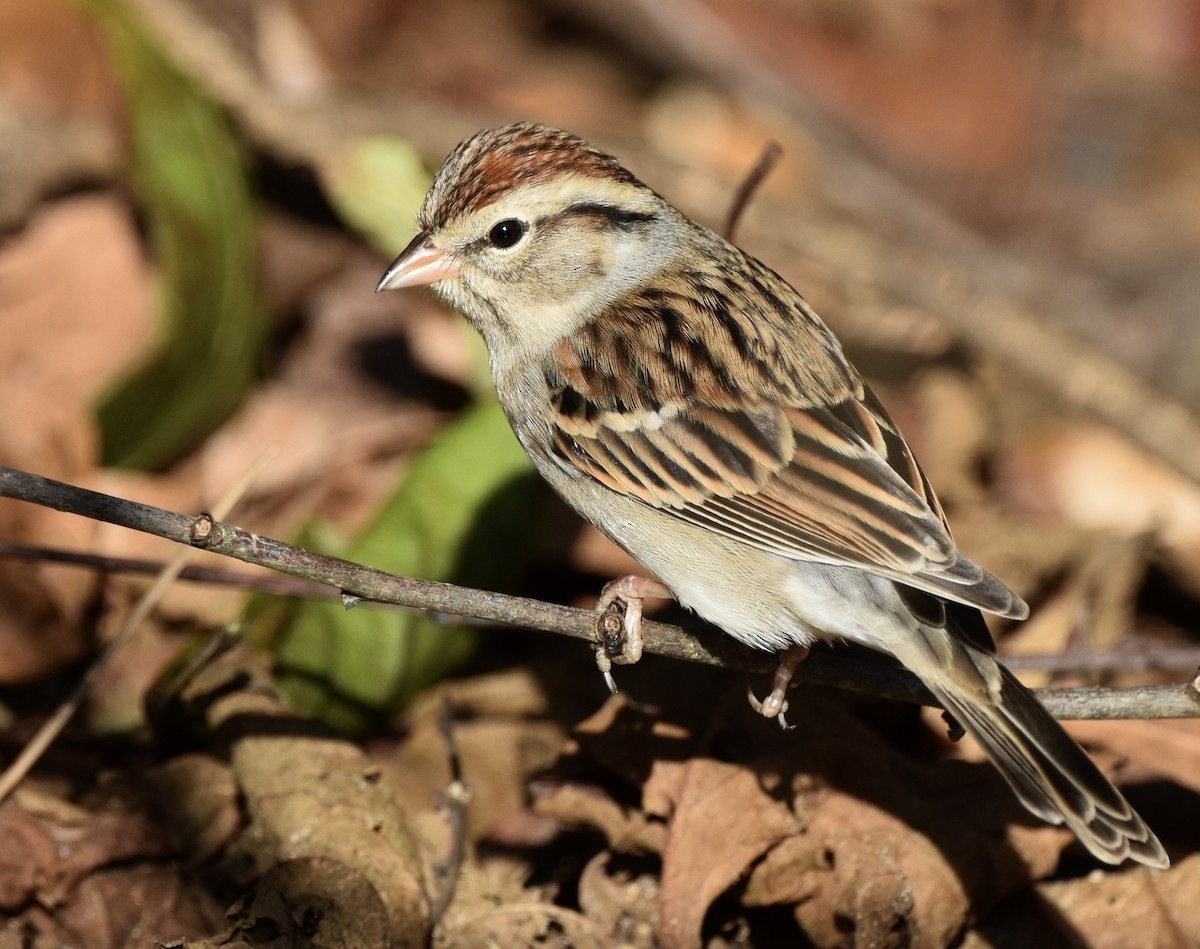 Chipping Sparrow - ML646329520