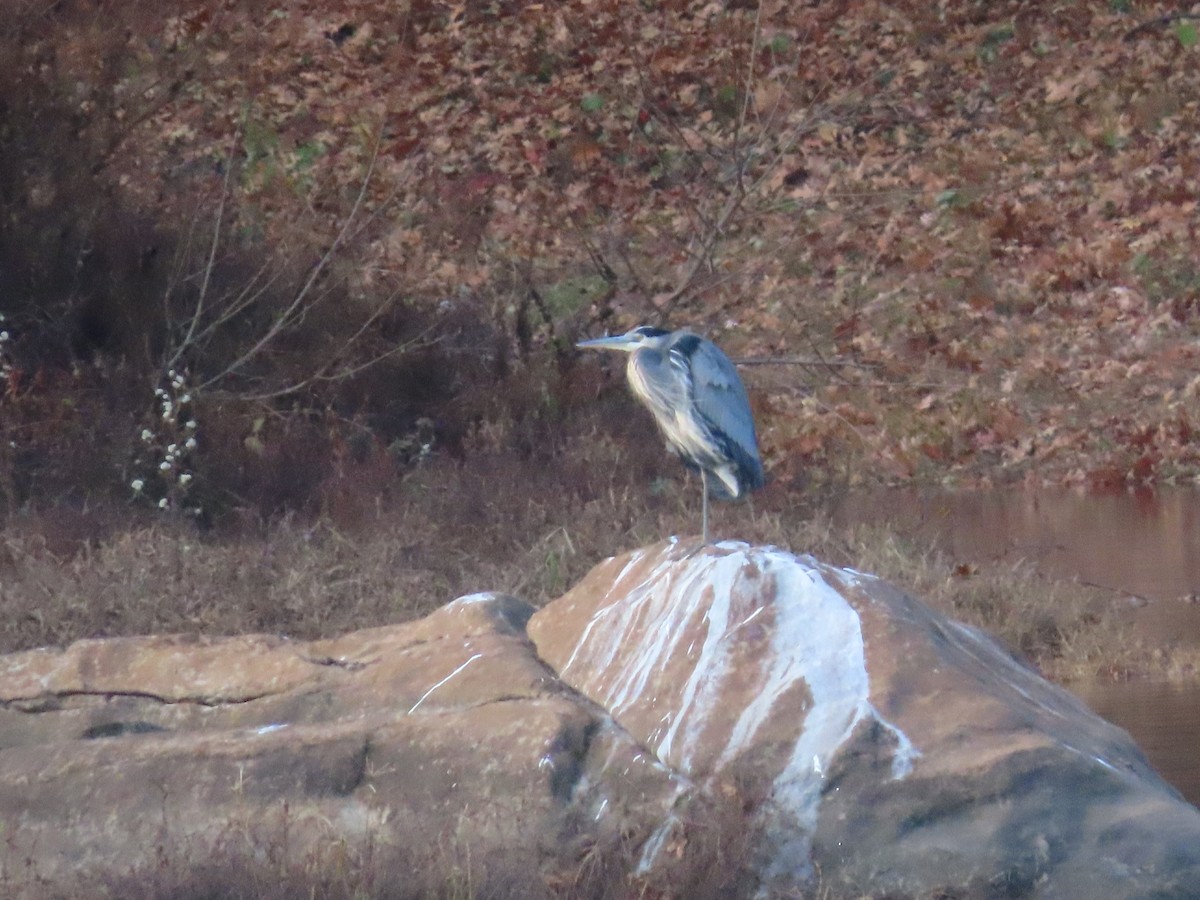 Great Blue Heron - ML646329521