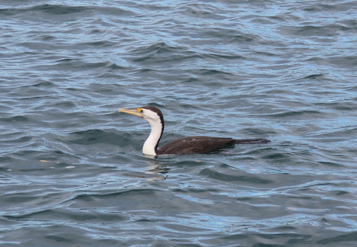 Баклан австралійський - ML646329522