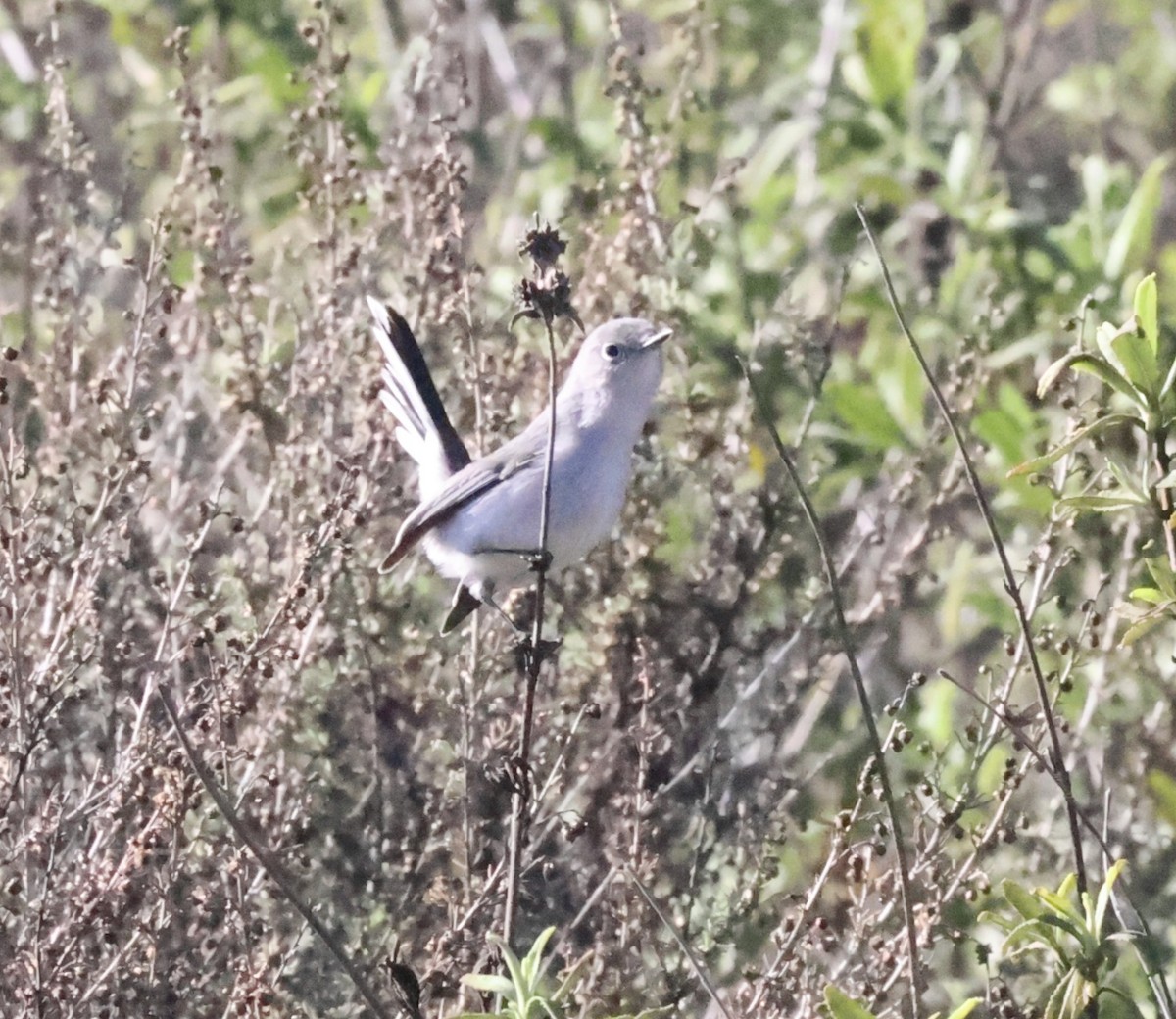 Blue-gray Gnatcatcher - ML646329523