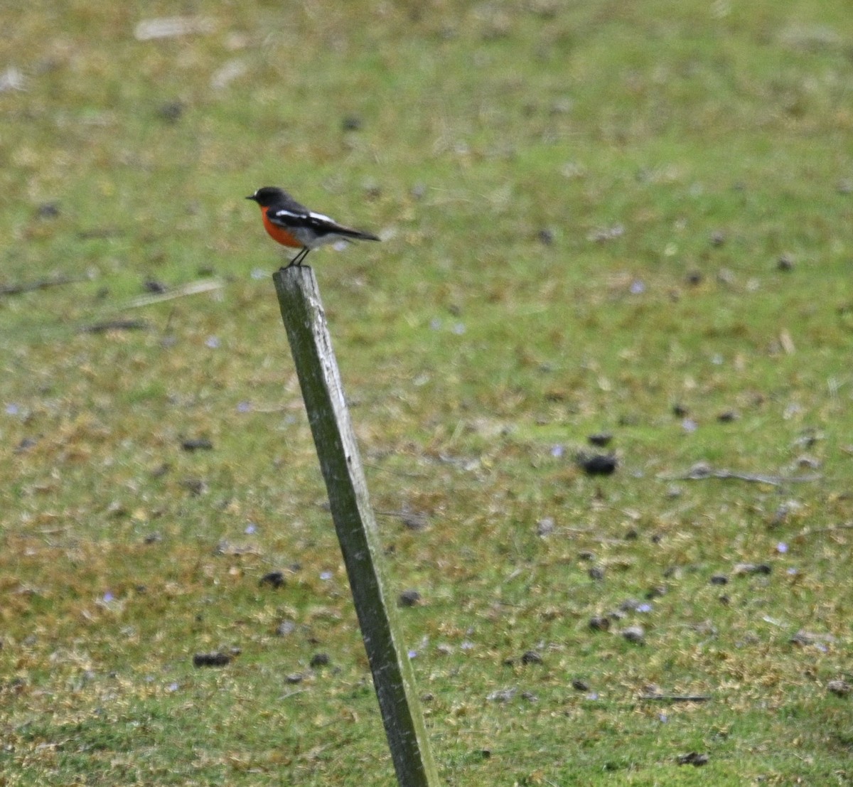 Flammenbrustschnäpper - ML646329525