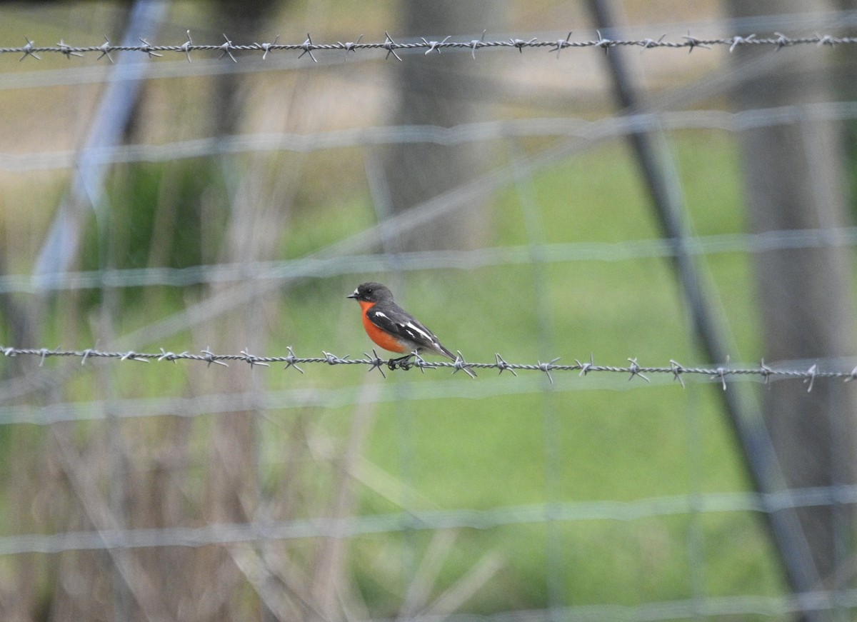 Flammenbrustschnäpper - ML646329526