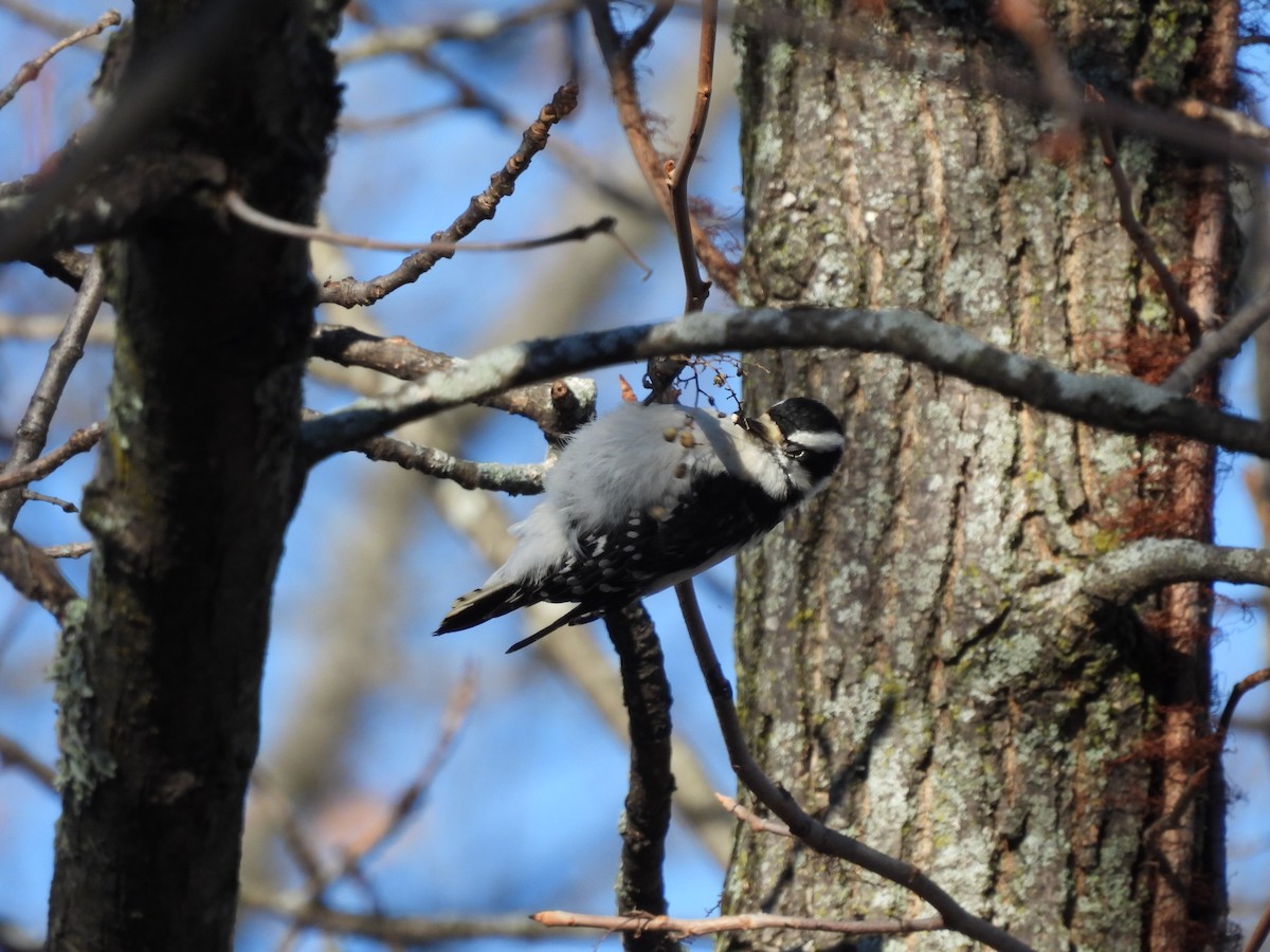 Pic mineur - ML646329527