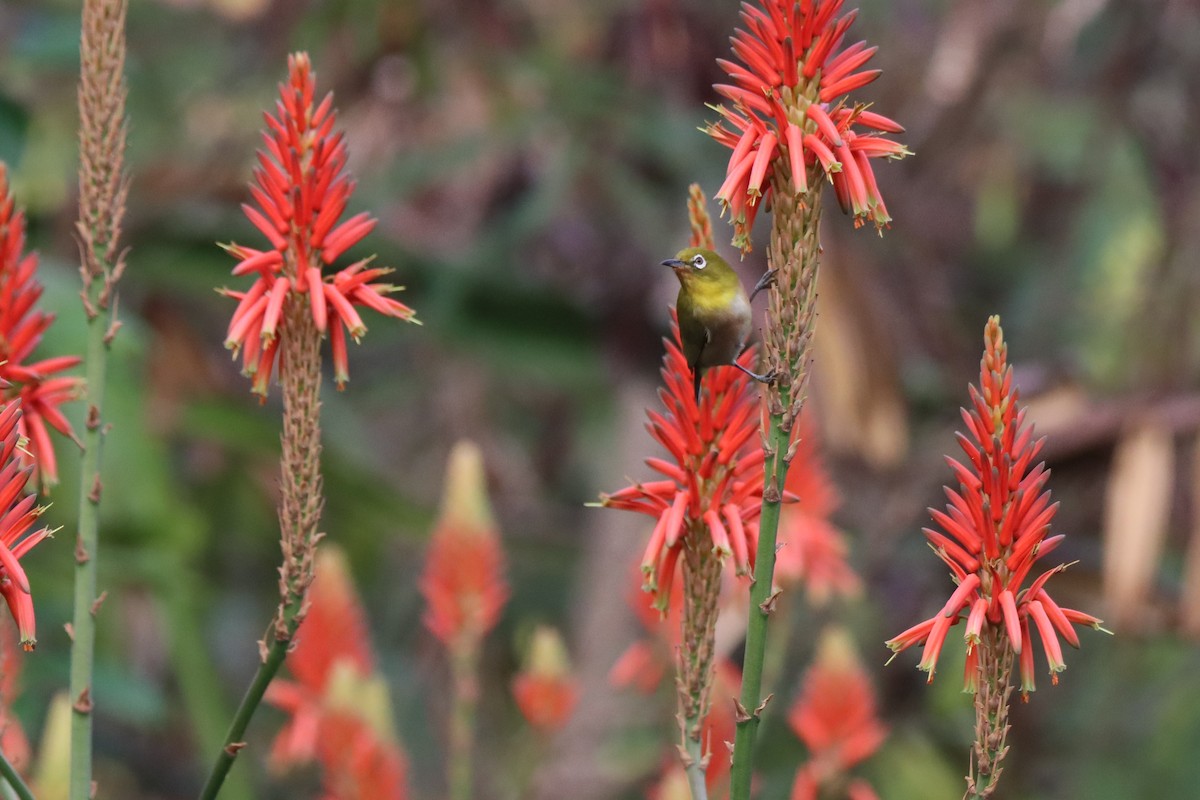 Окулярник японський - ML646329531