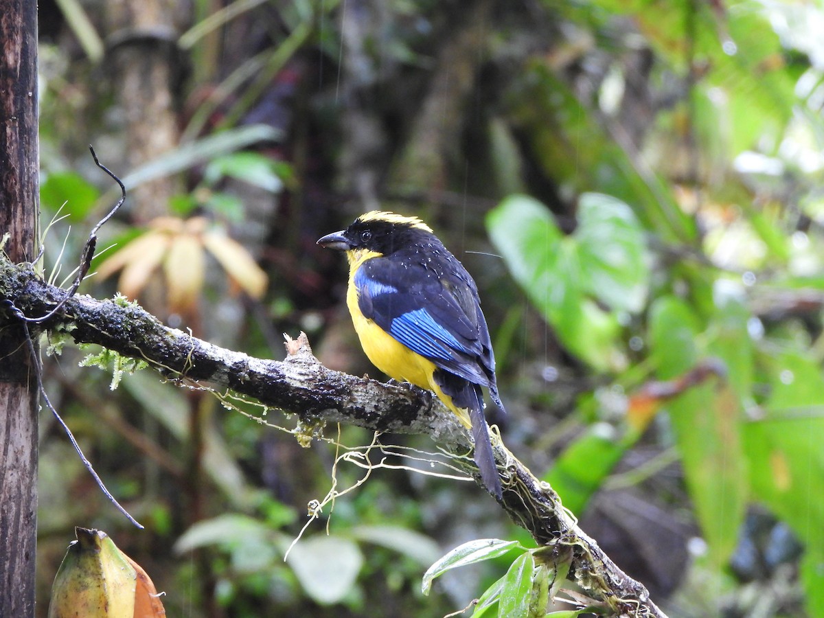 Blue-winged Mountain Tanager - ML646329532