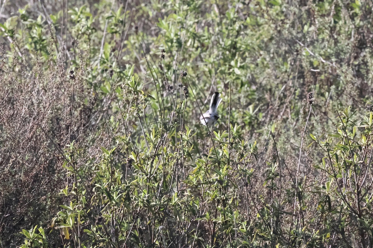 ブユムシクイ - ML646329534