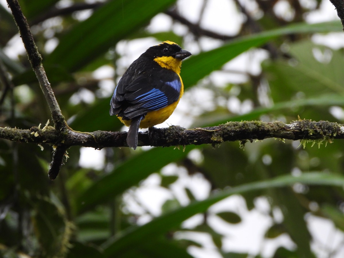 Blue-winged Mountain Tanager - ML646329535