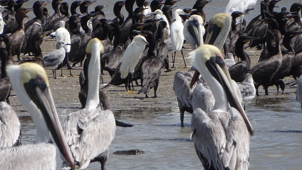 Brown Pelican - ML646329536