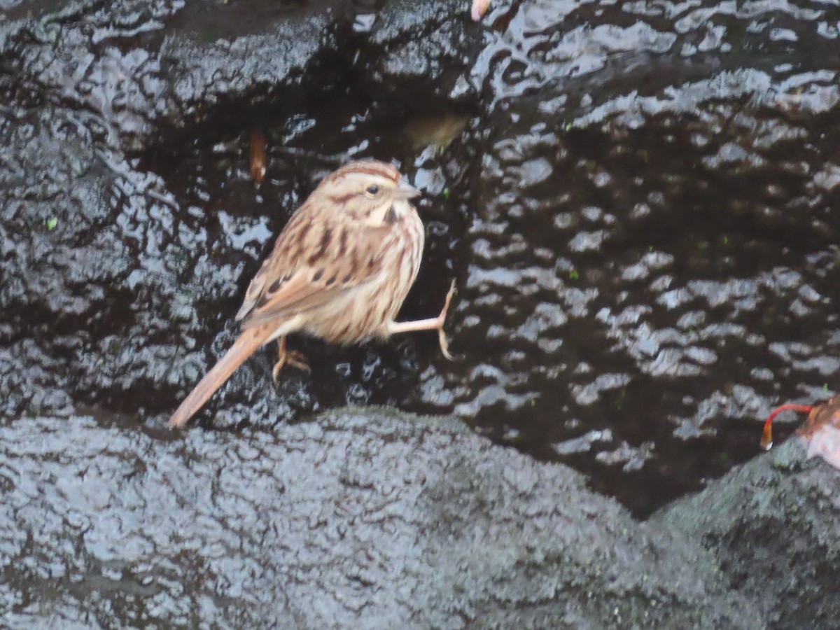 Song Sparrow - ML646329537