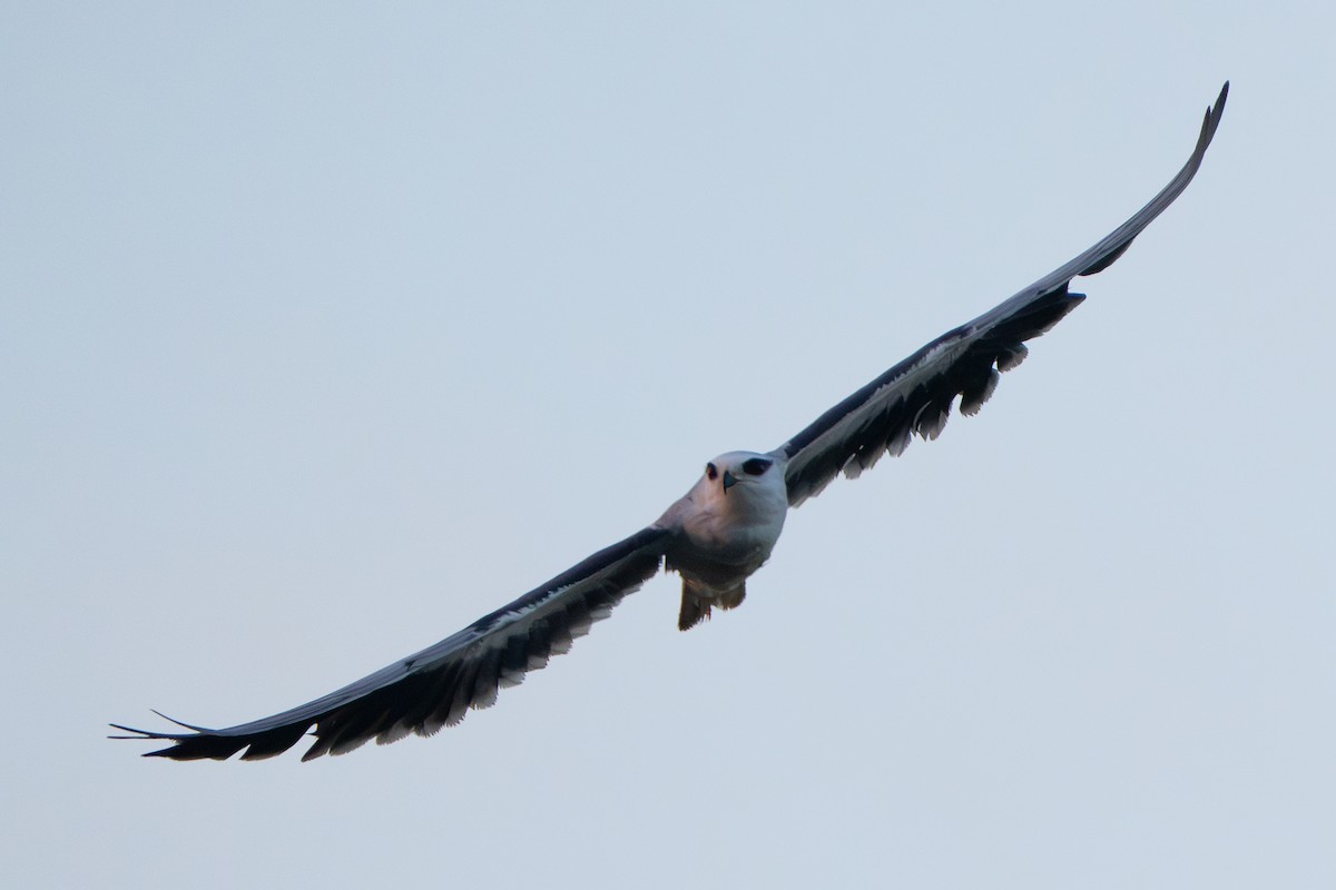 カタグロトビ - ML646329542