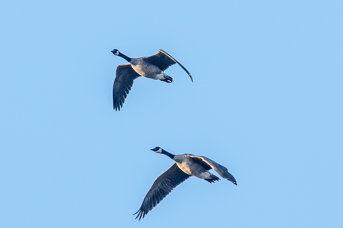 カナダガン - ML646329543