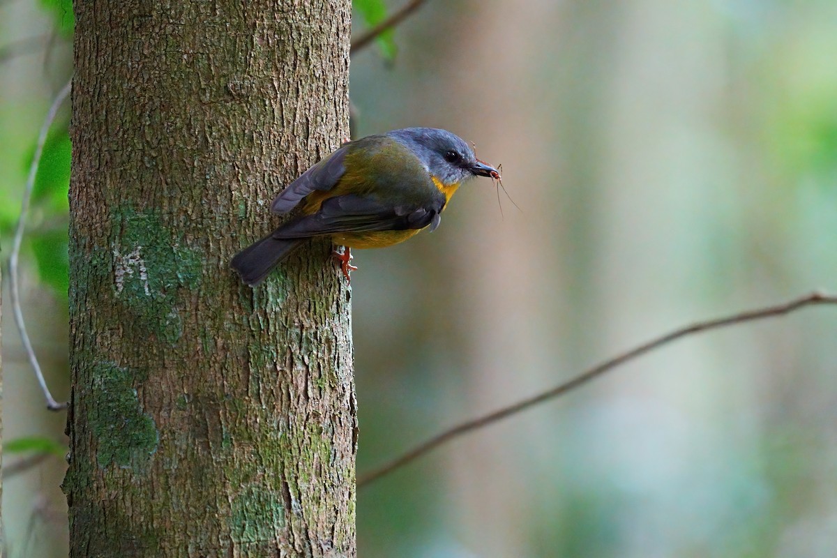 ヒガシキバラヒタキ - ML646329544