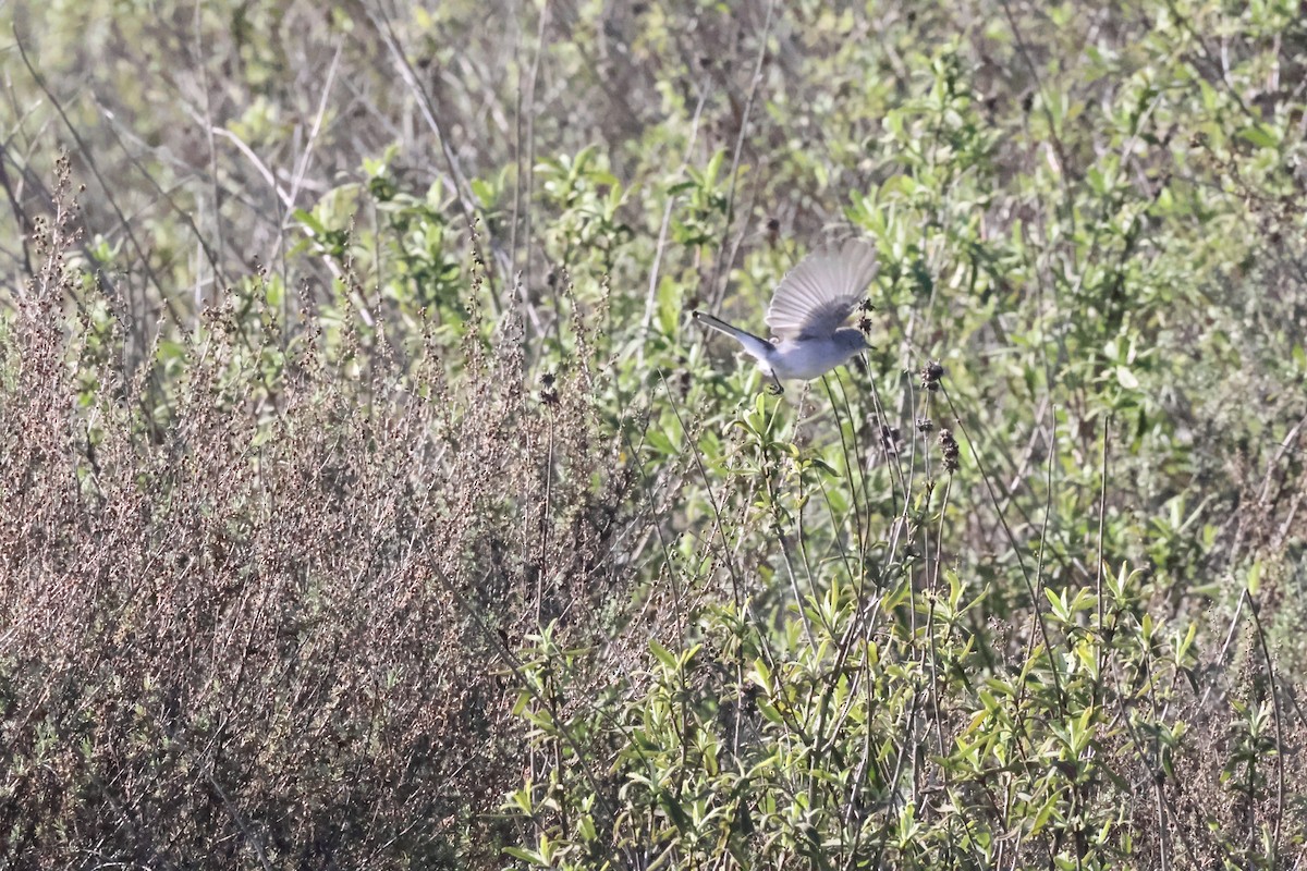 ブユムシクイ - ML646329545