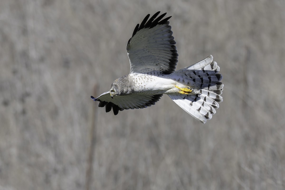 アメリカハイイロチュウヒ - ML646329547