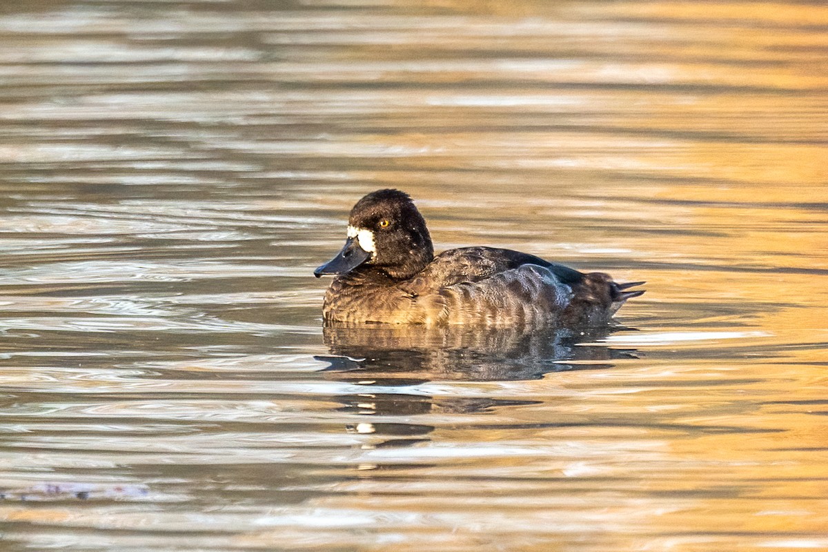 コスズガモ - ML646329549