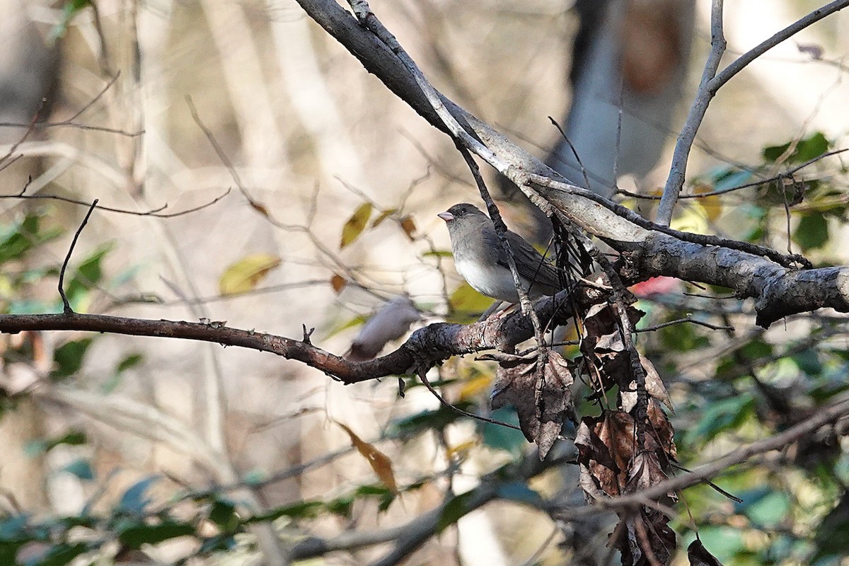 ユキヒメドリ - ML646329550